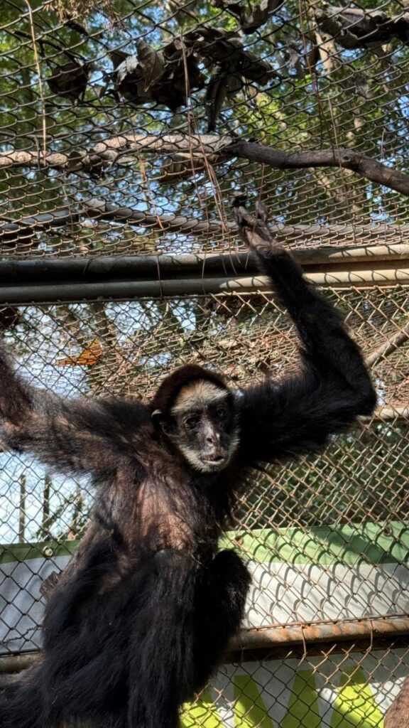 equipe-do-zoo-americana-realiza-tratamento-de-macaco-aranha-de-testa-branca-com-cerca-de-40-anos