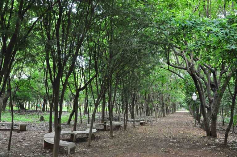 Parque Ecológico e Jardim Botânico de Americana terão horário especial domingo agora parque-ecologico-e-jardim-botanico-de-americana-terao-horario-especial-neste-domingo