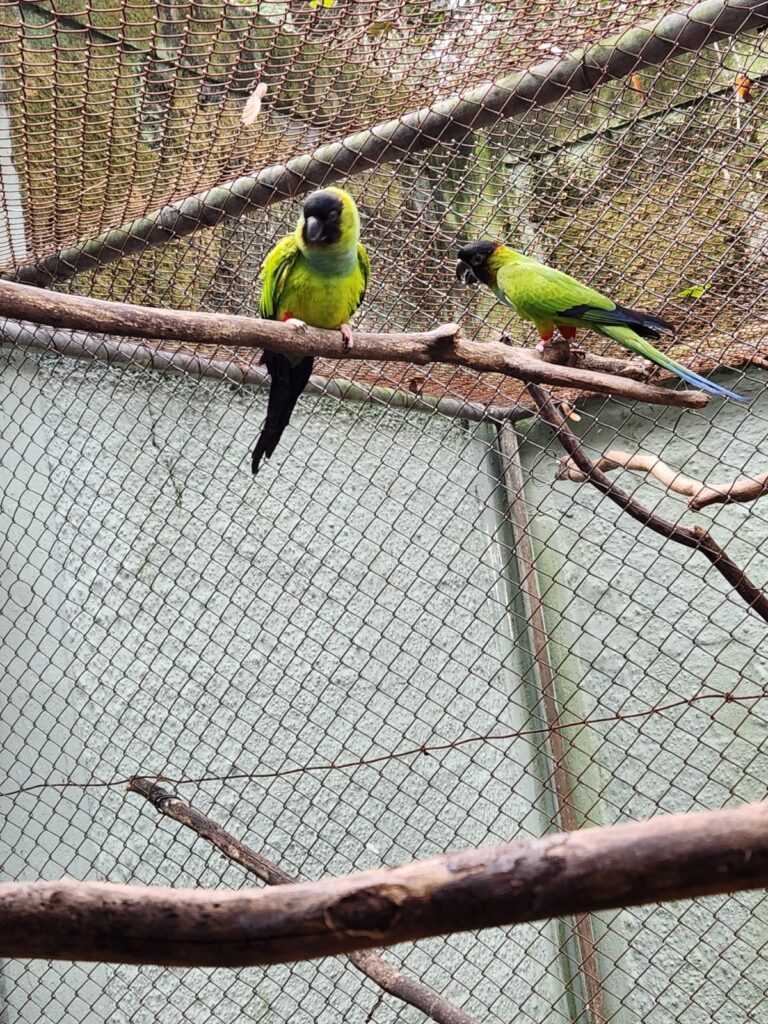 parque-ecologico-de-americana-recebe-dois-periquitos-de-cabeca-preta-do-zoo-de-bauru