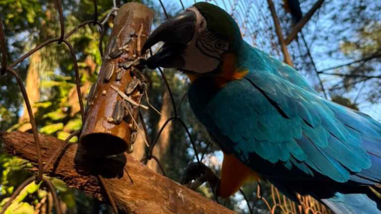 Zoo Americana faz atividades para desenvolver comportamento natural dos animais zoo-americana-realiza-atividades-para-estimular-comportamento-natural-dos-animais