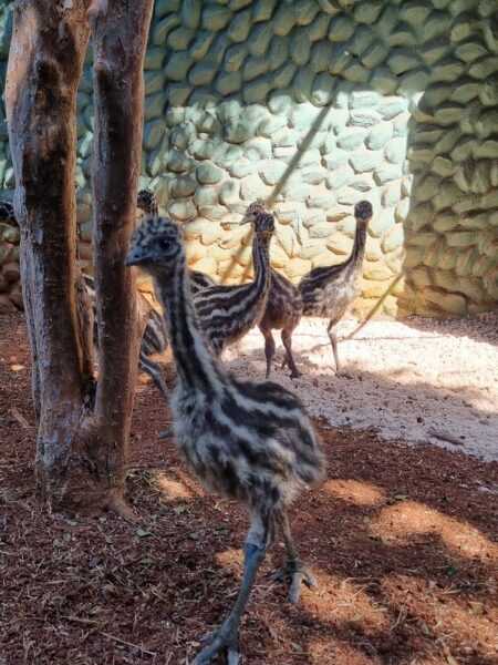 Filhotes de emus são mostrados ao público no Zoo Americana filhotes-de-emus-sao-apresentados-ao-publico-no-zoo-americana